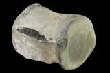 Fossil Whale Lumbar Vertebra - Yorktown Formation #159508-2